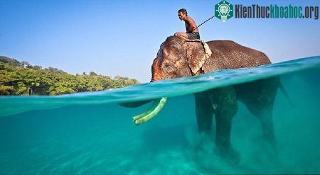Gặp con voi biết bơi duy nhất trên thế giới ảnh 4