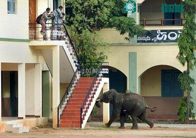Voi Ấn Độ tấn công người ngay trên phố