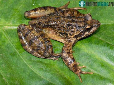 Ếch Phrynobatrachus asper