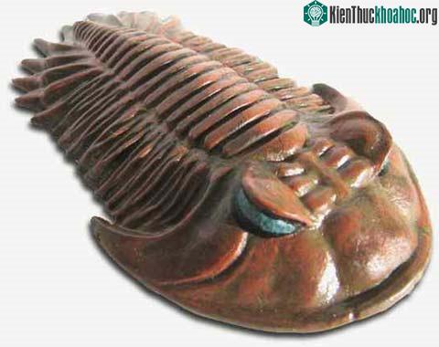 Những cặp mắt dị thường của động vật (II) ảnh 4