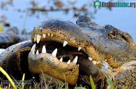 Cá sấu châu Mỹ “đại chiến” trăn Miến Điện ảnh 4
