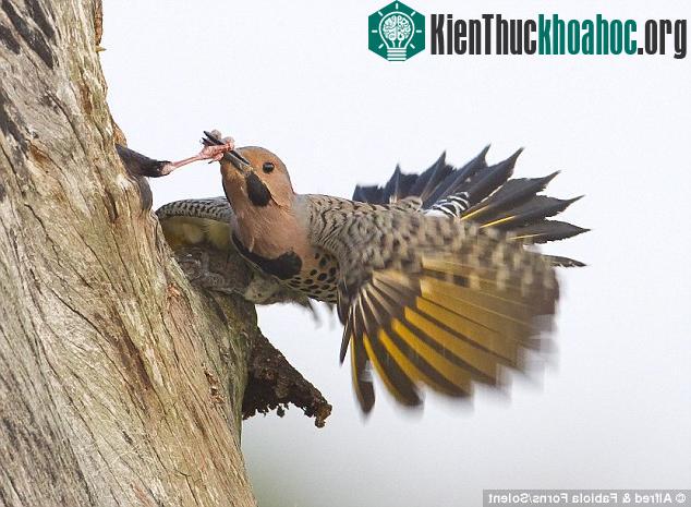 Chim sáo đá túm mỏ kẻ thù đuổi ra khỏi tổ ảnh 4