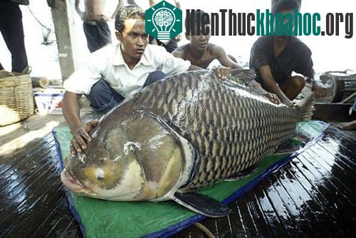 Những loài cá khổng lồ của sông Mekong ảnh 4