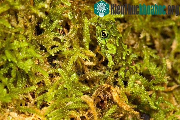 Những màn ngụy trang tài tình trong thiên nhiên ảnh 4