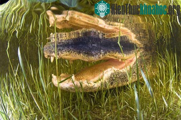 Cận cảnh cá sấu khổng lồ ảnh 4