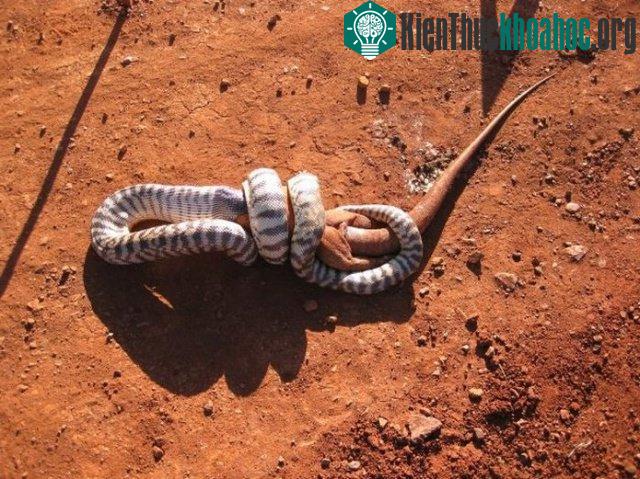 Cận cảnh trăn đầu đen nuốt sống kỳ đà "khổng lồ" ảnh 4