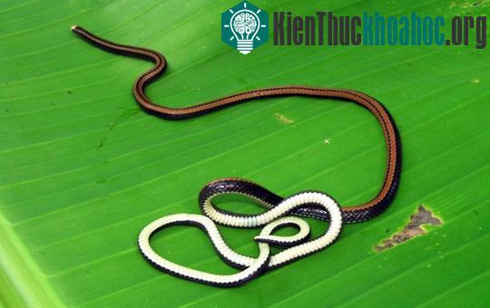 Phát hiện 3 loài động vật mới ở Việt Nam ảnh 4