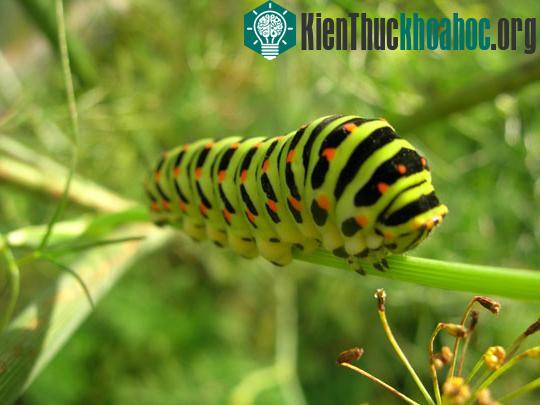 Các “dị nhân” trong tự nhiên ảnh 4