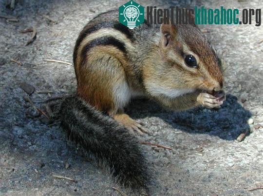 Những "bậc thầy" phòng vệ trong tự nhiên ảnh 4