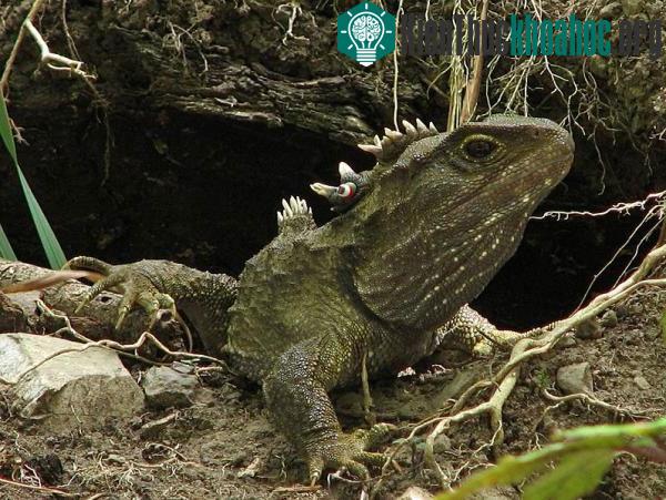 Thằn lằn tuatara