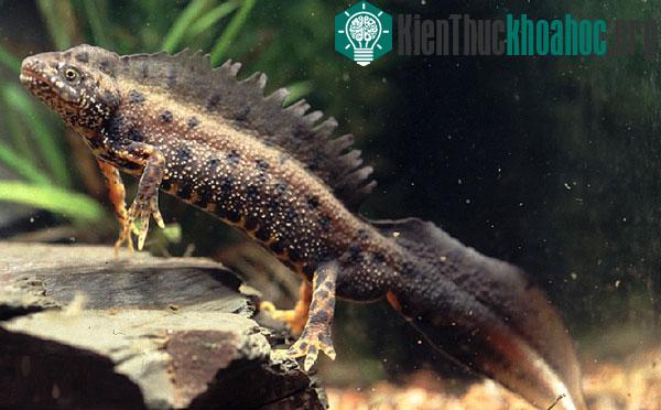 sa giông mào Triturus cristatus
