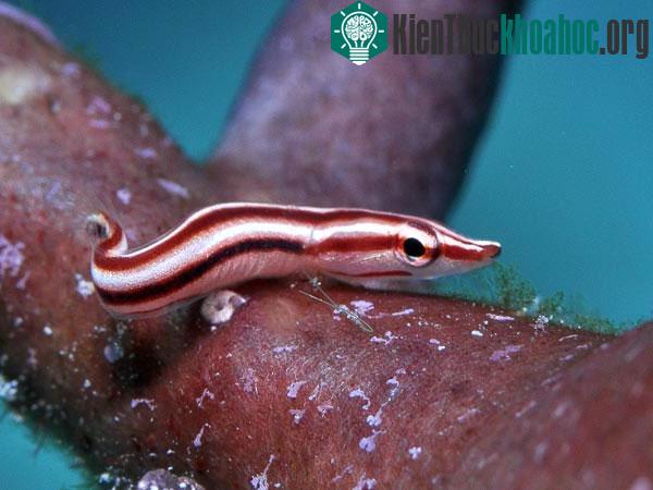 Cá Lepidichthys akiko, ngoài khơi bờ biển phía tây New Guinea