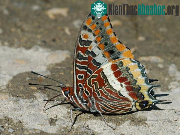 Bướm Charaxes jasius