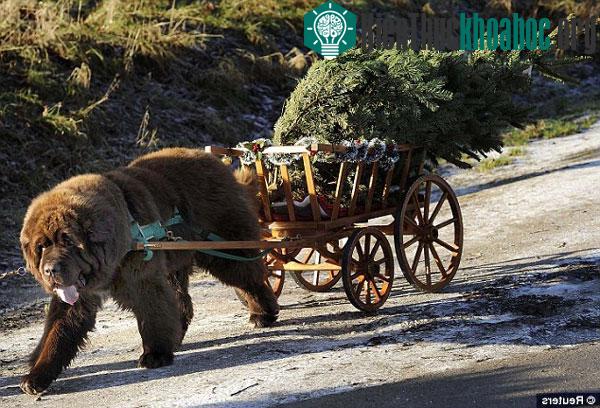 Chó Newfoundland giúp vận chuyển cây thông Noel cho quỹ từ thiện địa phương