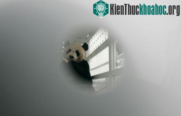 Yang Guang nhai tre bên trong thùng chứa của FedEx - (Ảnh: mirror)