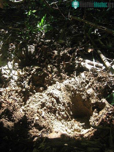 Hình ảnh tê giác một sừng bị bắn đạn ở chân ảnh 4