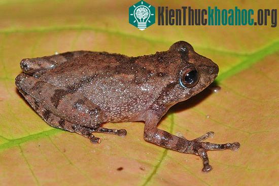 Ếch Raorchestes ravii
