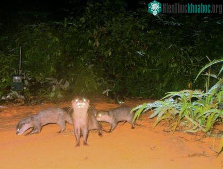Tìm thấy loài rái cá lông mũi quý hiếm ở đảo Borneo ảnh 4