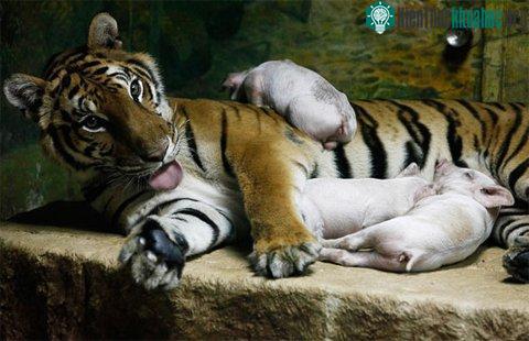Tình bạn kỳ diệu giữa hổ và lợn ảnh 4