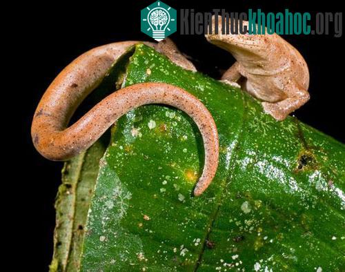 Những sinh vật kỳ quặc ở rừng mưa Ecuador ảnh 4