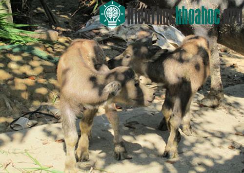 Xôn xao trâu mẹ sinh 2 con nghé ảnh 5