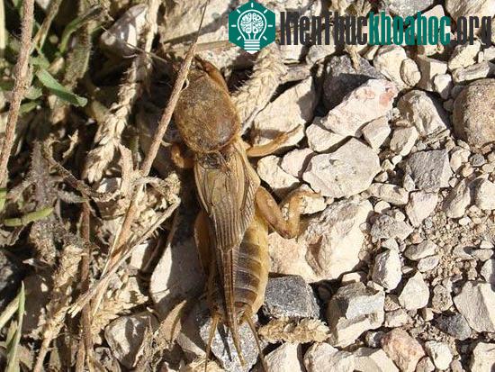 Những động vật ồn ào nhất hành tinh