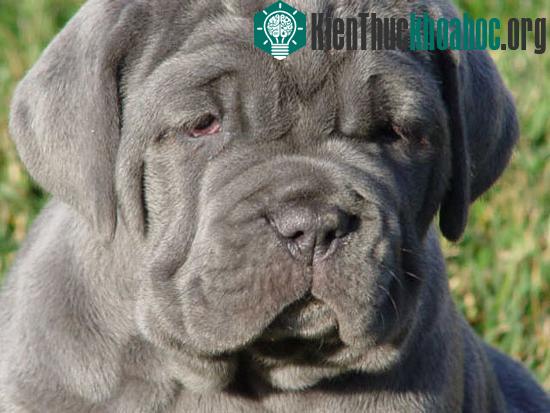 Chó khổng lồ Neapolitan Mastiff