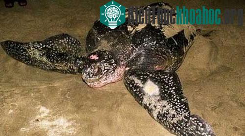 Bắt được rùa lạ, nghi là loài rùa biển cực kỳ quý hiếm ảnh 5