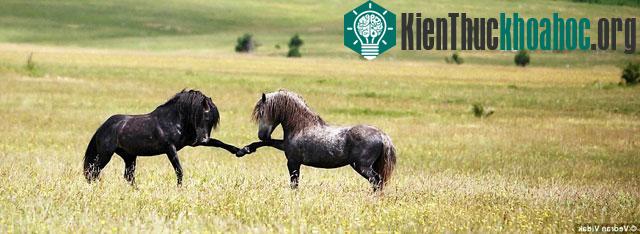 Đẹp: Những trận đấu trước giao phối của loài ngựa