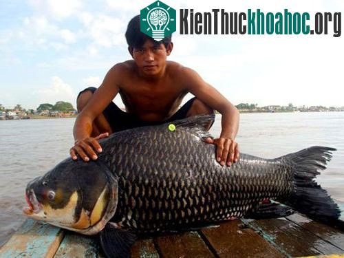 Những loài cá khổng lồ của sông Mekong ảnh 5