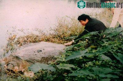 Có "Tam đại đồng đường" nhà Rùa ở Hồ Gươm? ảnh 5