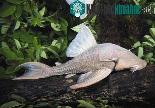 10 loài động vật mới "kỳ dị" nhất năm 2010 ảnh 5
