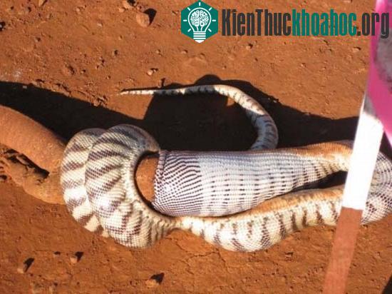 Cận cảnh trăn đầu đen nuốt sống kỳ đà "khổng lồ" ảnh 5