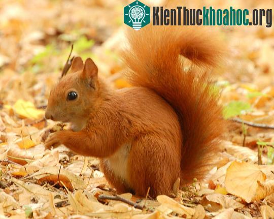 "Nghệ thuật ẩm thực" của giới động vật ảnh 5