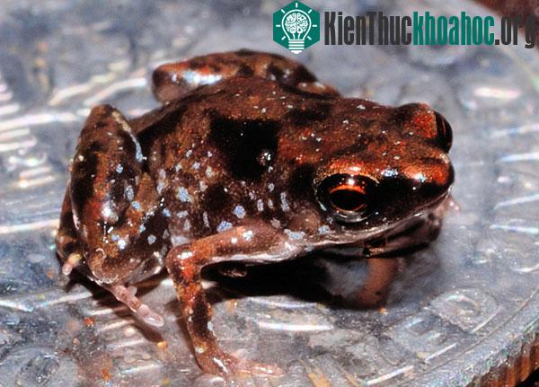 Ếch Paedophryne amauensis