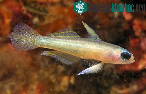 Cá bống Tryssogobius sarah, sống tại độ sâu khoảng 40m-70m