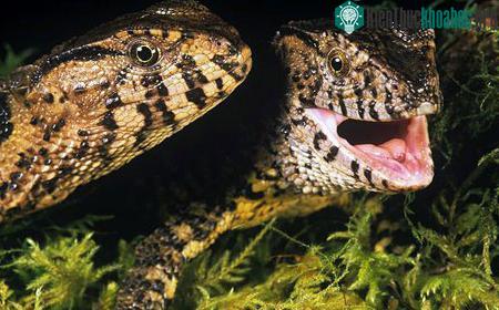 Chúng cũng không có hàm răm chết chóc của các sát thủ vùng sông nước.