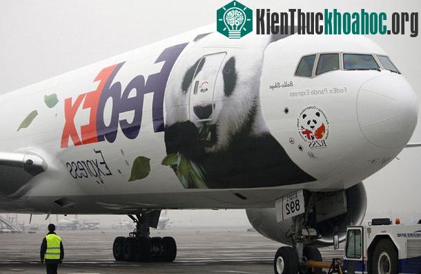 Yang Guang nhai tre bên trong thùng chứa của FedEx
