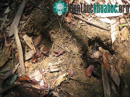 Hình ảnh tê giác một sừng bị bắn đạn ở chân ảnh 5