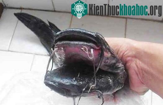 Cá trê đen hai đầu, 10 râu kỳ quái ảnh 5