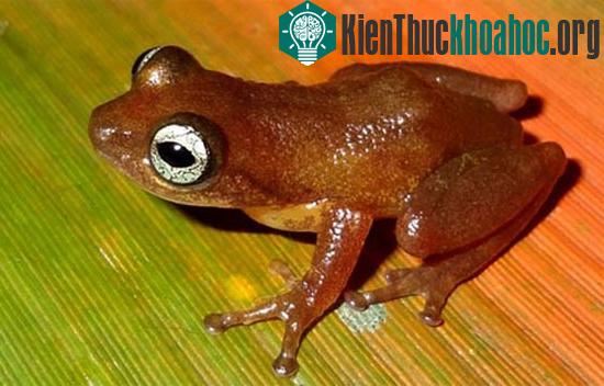 Ếch Raorchestes uthamani