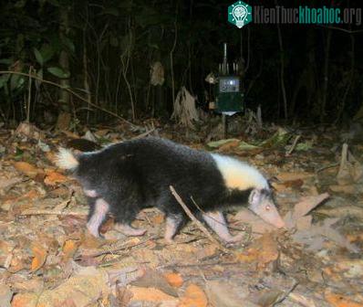 Tìm thấy loài rái cá lông mũi quý hiếm ở đảo Borneo ảnh 5