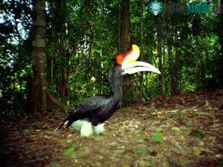 Hình ảnh những loài thú tưởng như đã tuyệt chủng ảnh 5