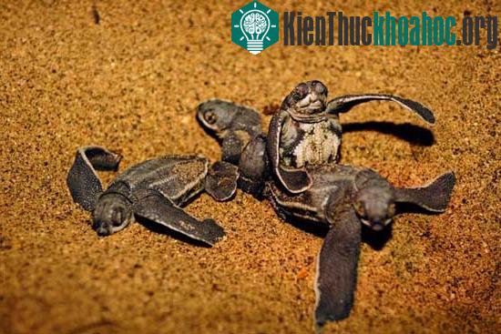 Loài rùa biển luýt khổng lồ ảnh 5