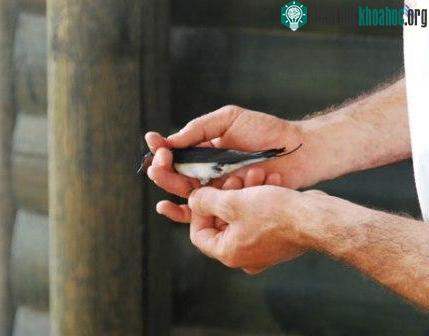 Agamon Hula - thiên đường của các loài chim và con người ảnh 5