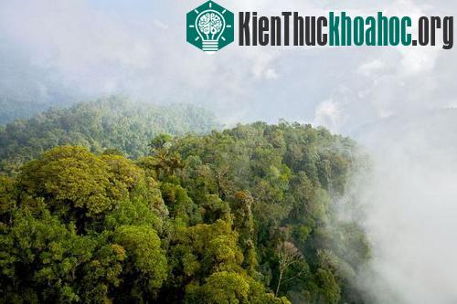 Phát hiện nhiều loài sinh vật mới ảnh 5