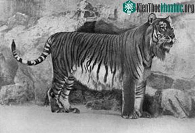 10 loài thú tuyệt chủng kỳ lạ ảnh 5