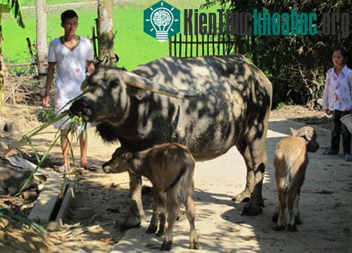 Xôn xao trâu mẹ sinh 2 con nghé ảnh 6