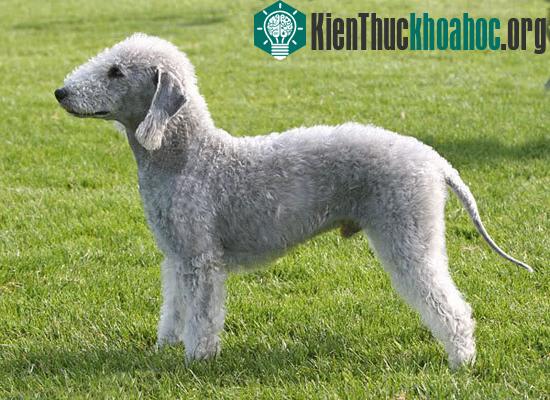 Chó sục Bedlington