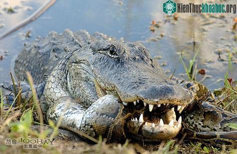 Cá sấu châu Mỹ “đại chiến” trăn Miến Điện ảnh 6